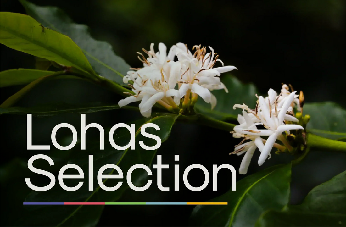 About lohas selection: Our categories