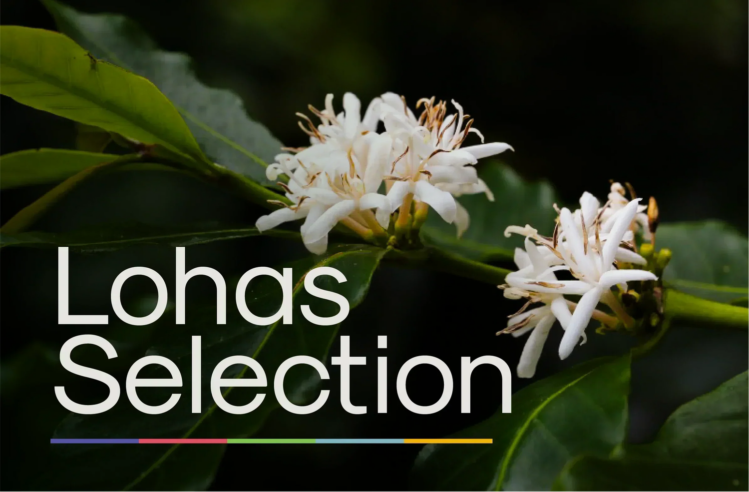 About lohas selection: Our categories