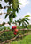 Sample Pacamara Tropical Fruit Forward Lush Washed - Gasca Brothers